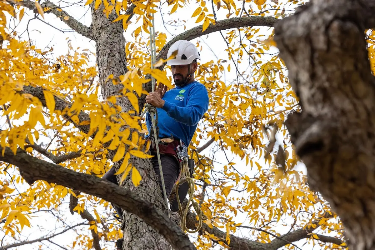 Skilled Tree Pruning crew working in Port Orange